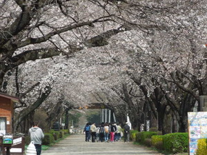 千本松の桜