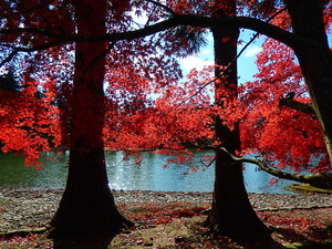平泉毛越寺紅葉真っ盛り