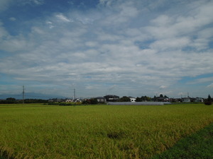 米の収穫間近
