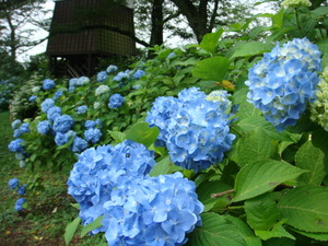 くろばね紫陽花まつり