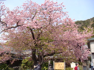 河津桜（原木）