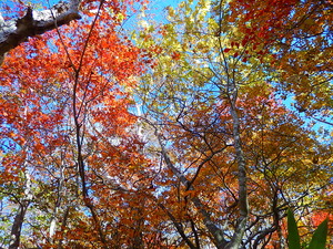 美しい紅葉の林