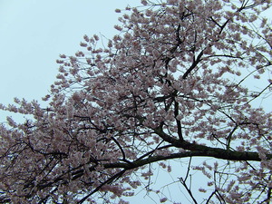 寺子のエドヒガン桜