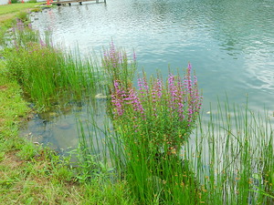 なかがわ水遊園の花