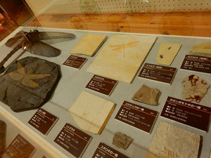 ビジターセンター夏期特別展