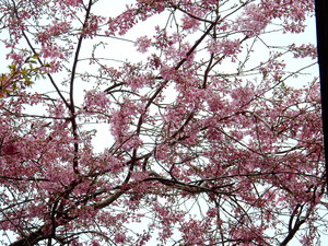 彩つむぎの桜
