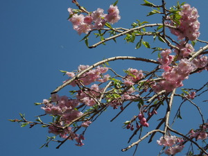 桜と三日月