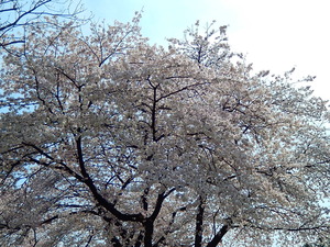 千本松牧場の桜