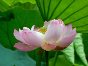 なかがわ水遊園の花