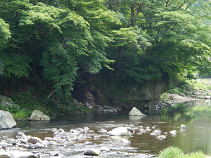 イワギボウシ咲く渓流