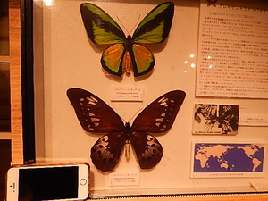 栃木県県民の森昆虫館