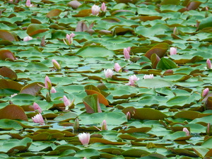 なかがわ水遊園の花