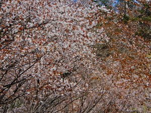 塩原の桜