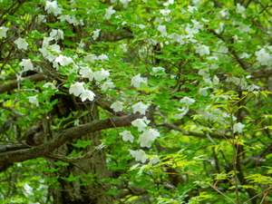 マウントジーンズのシロヤシオ（ゴヨウツツジ）