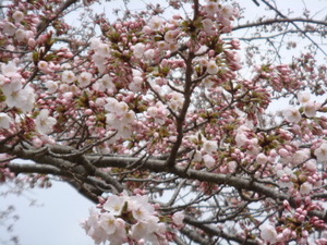 ふっくらとやさしい色合いの桜