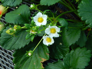 スカイベリーの花