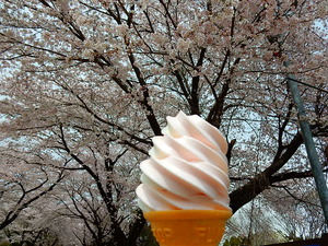 千本松牧場の桜