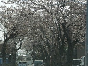 乃木神社参道の桜