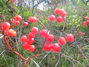 大沼の赤い実カンボク