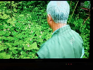 ちょうどクマガイソウが