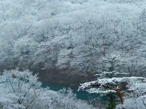 雪景色とヤシオツツジ