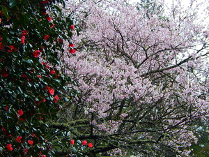 那須町堂の下岩観音の桜