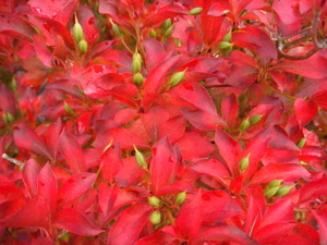 ドウダンツツジの紅葉