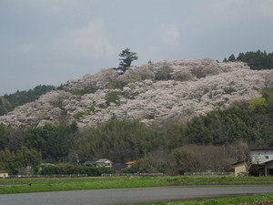 那須芦野町御殿山の桜