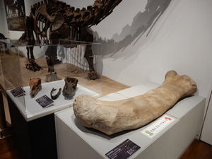 那須野が原博物館大恐竜展