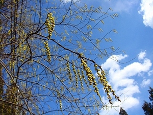 キブシの花