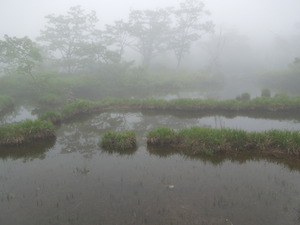 霧の沼ッ原湿原