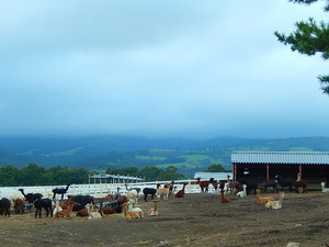 アルパカ牧場