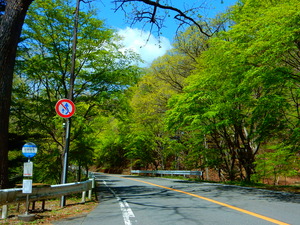 新緑の旧道