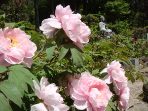 桃色の花も2012.5.19