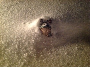 雪に埋もれた蛙くん