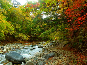 仙人岩吊橋周辺の紅葉