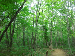 平成の森