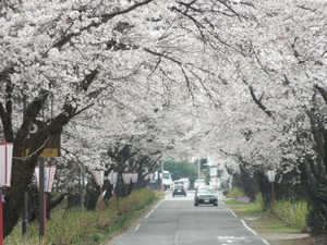 入口の桜並木