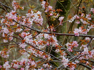 塩那スカイラインの山桜