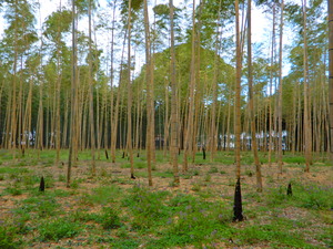 若山農場の竹林