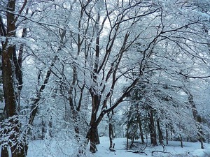2015.2.18雪景色