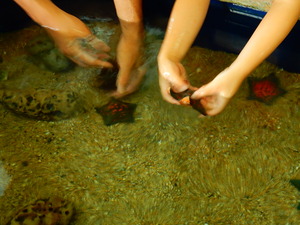 なかがわ水遊園