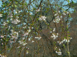 咲かずの桜