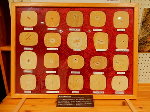 ビジターセンター夏期特別展