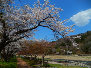 塩原温泉街の桜