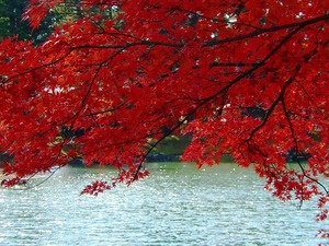 平泉毛越寺紅葉真っ盛り