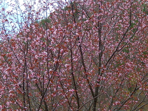 山桜その5