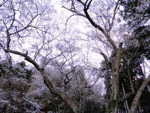 DSCN8512