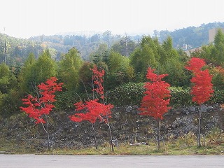 IMG_0913-s