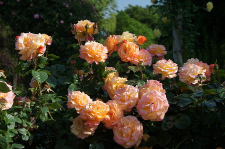 DSC09790
